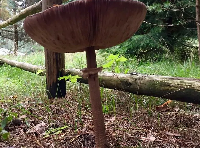 Сasa de vacaciones Sosnowy Zakatek Zyzdrojowy Piecek