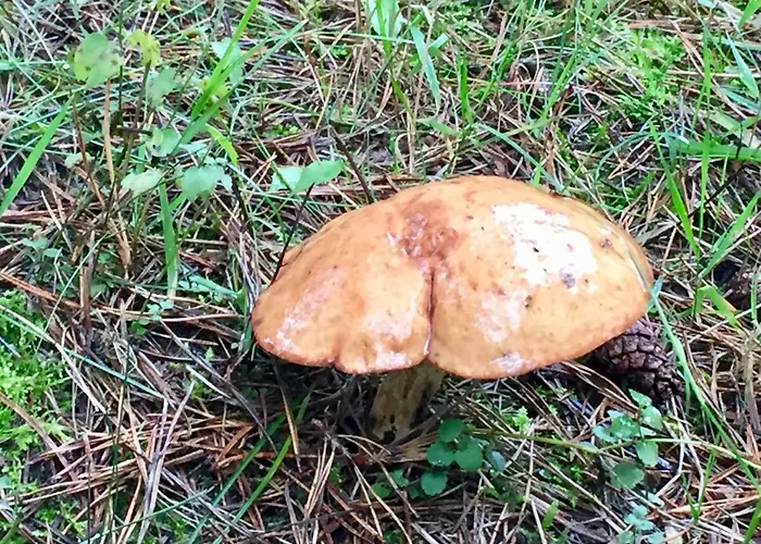 Sosnowy Zakatek Дом отдыха Zyzdrojowy Piecek