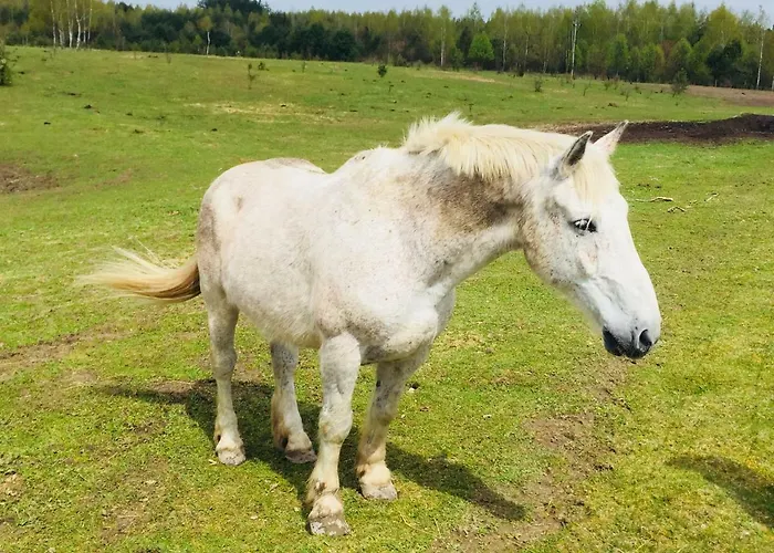 Sosnowy Zakatek Сasa de vacaciones
